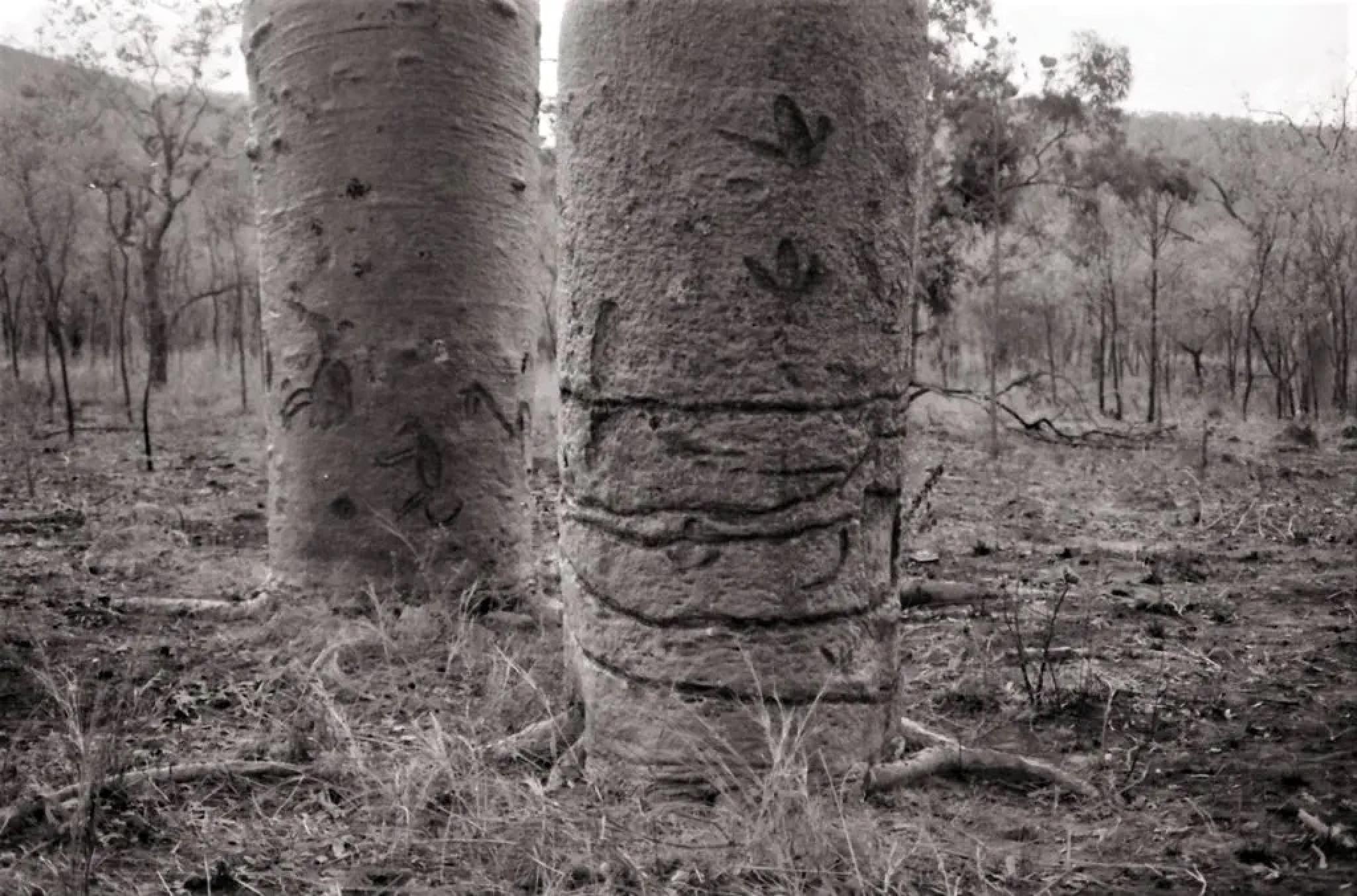 Boabs with carvings of animals, birds, tracks and serpentine lines at Camballin Spring, Bradshaw Station. Photo: Darrell Lewis