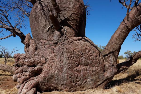 Partially collapsed boab, with elaborate snake carvings on the trunk and low branches; Credit: Distinguished Professor Susan O'Connor