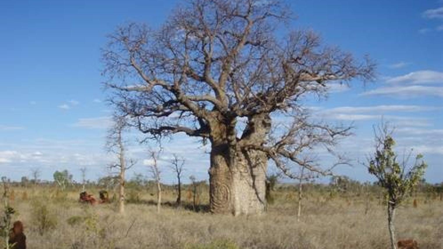 Boab trees in the northern Tanami desert with Indigenous carvings of coiled snakes (Photo Credit: Darrell Lewis)