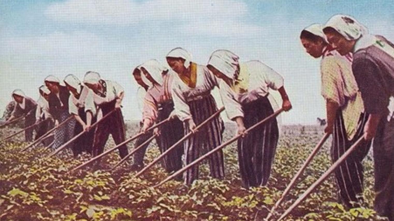 Japanese settler women hoe soy in Manchuria (Manchukuo): Courtesy Wikimedia Commons